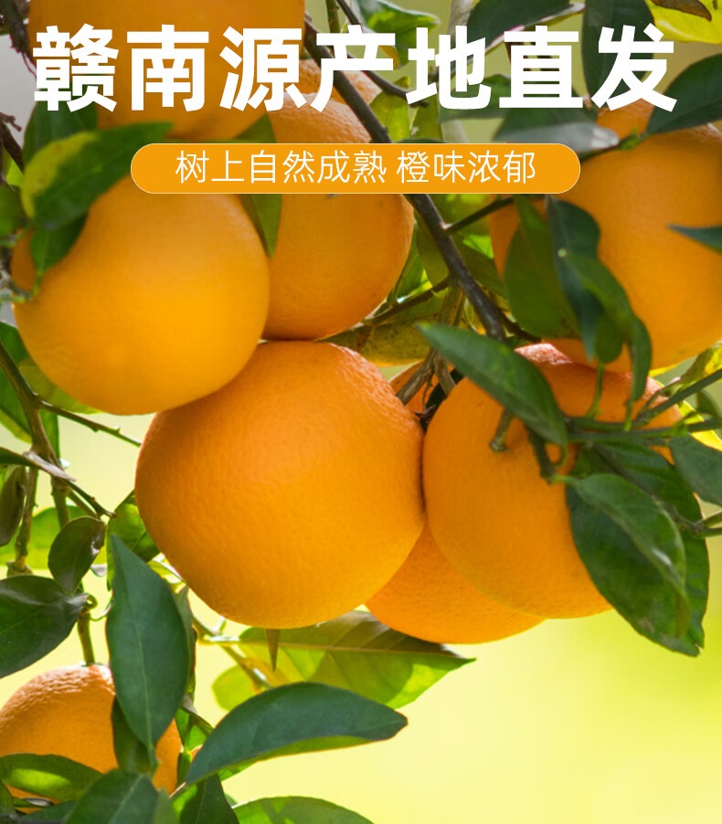 正宗江西赣南脐橙 （20斤/箱）新鲜水果产地直发