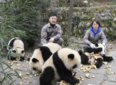 湖南某大熊猫饲养基地项目融资3000万元