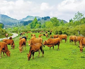 新疆某生态肉牛养殖项目股权融资1亿元