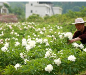 新疆某中草药种植及农机生产项目股权融资100万元