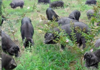 重庆某生态野猪养殖项目股权融资300万元-500万元