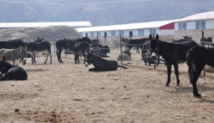 (出售) 大型肉驴养殖基地（永久土地权）低价转让