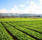青海省某蔬菜种植项目股权融资100万元